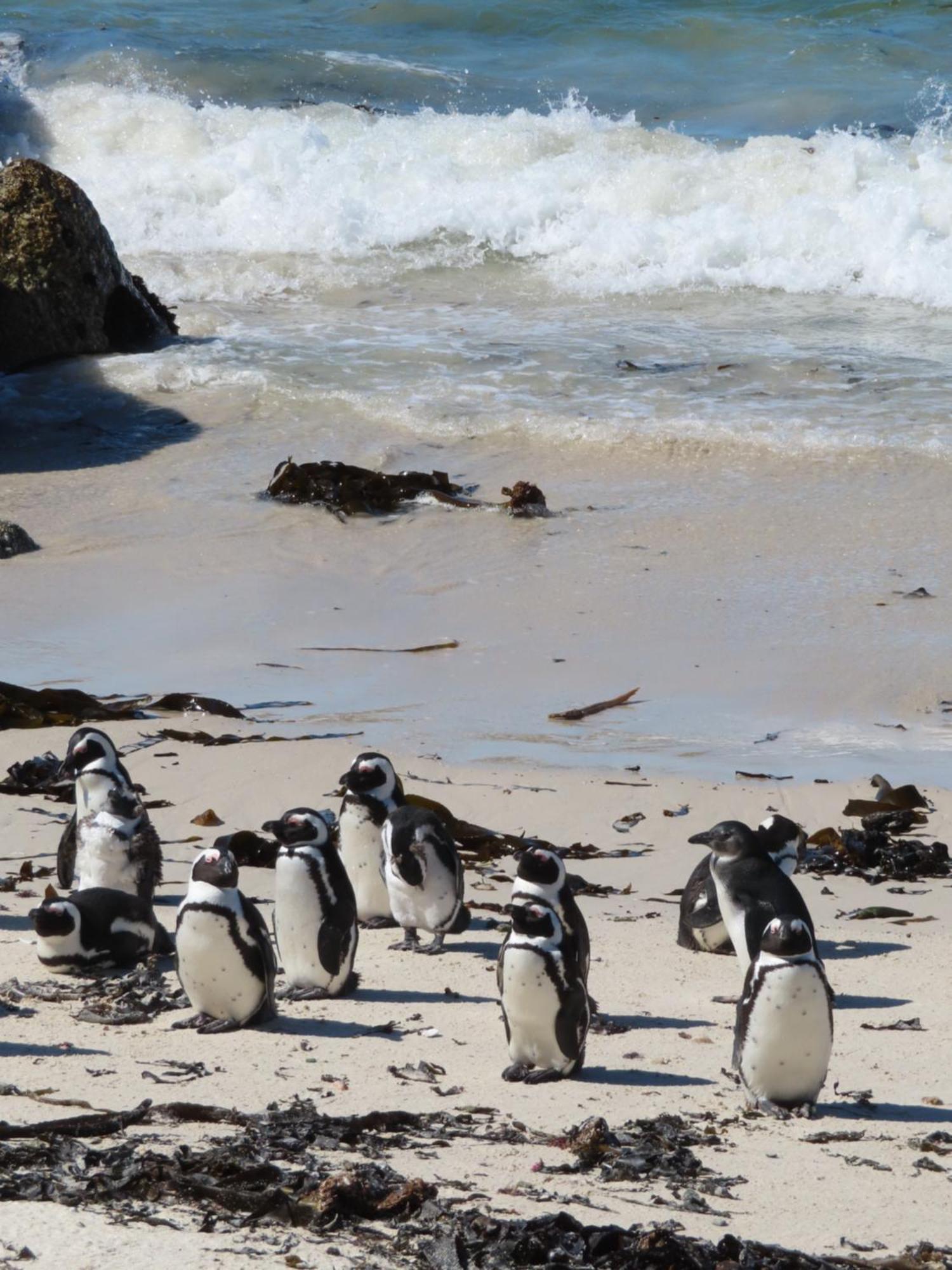 Bonne Esperance, Simon's Town